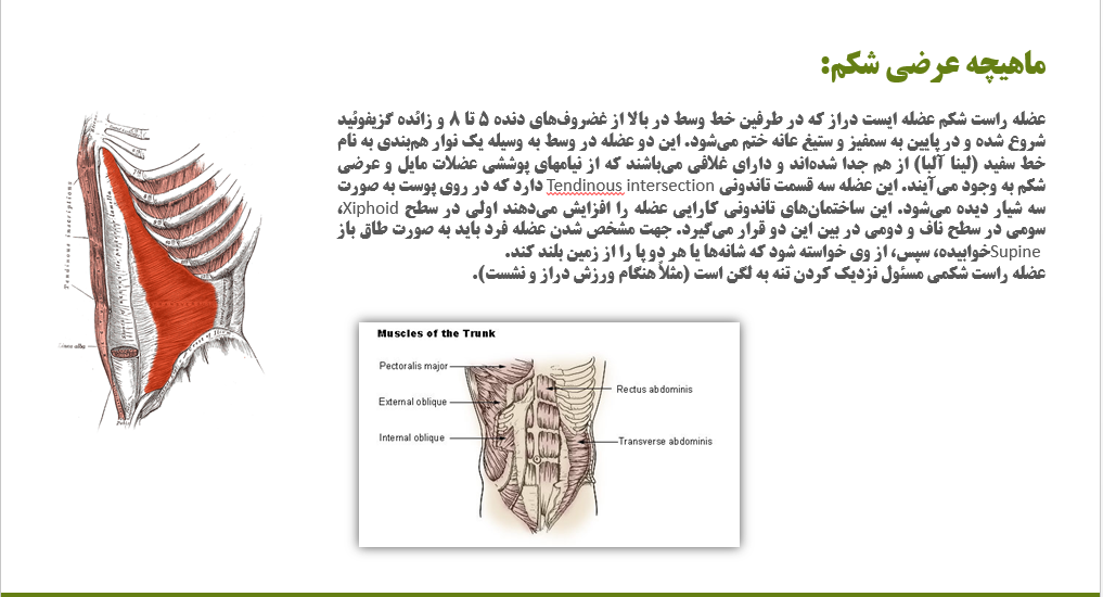 پاورپوینت تمرینات ثبات مرکزی بر انعطاف پذیری و ساختار عضلات شکمی